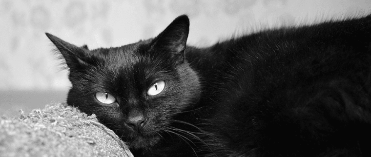 Mon chat s’ennuie